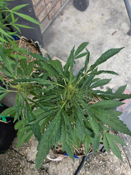 Z42#1 clone-Fastbuds. Week 7