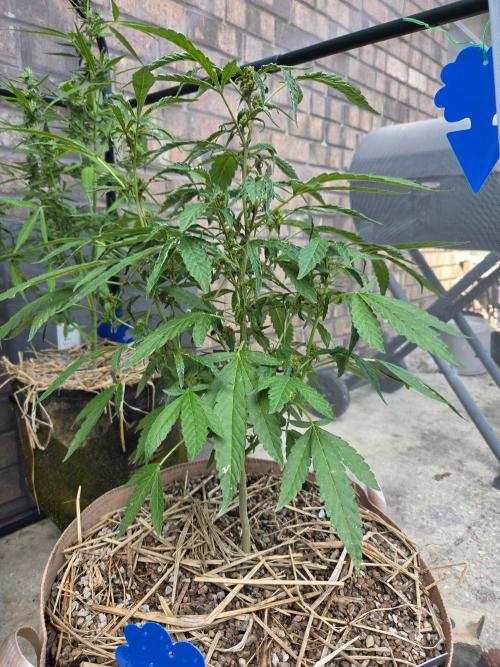 Z42#1 clone-Fastbuds. Week 7