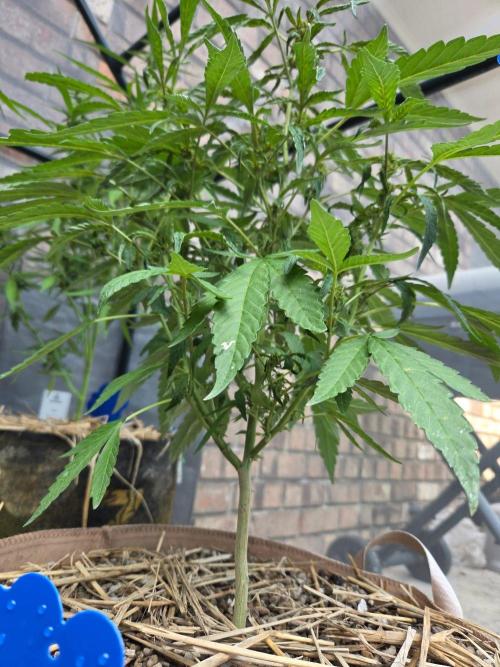 Z42#1 clone-Fastbuds. Week 7
