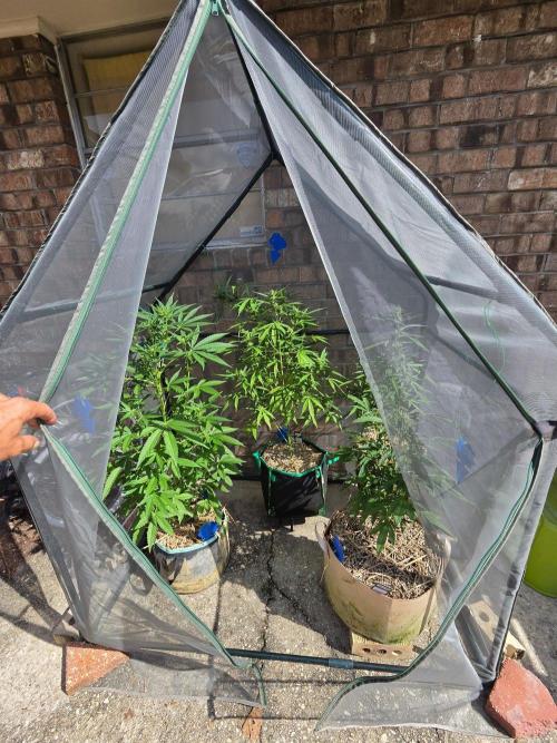 Z42#1 clone-Fastbuds. Week 7