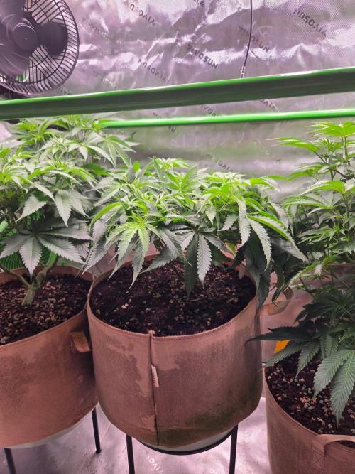 Gorilla Cookies FF-Fastbuds. Week 8