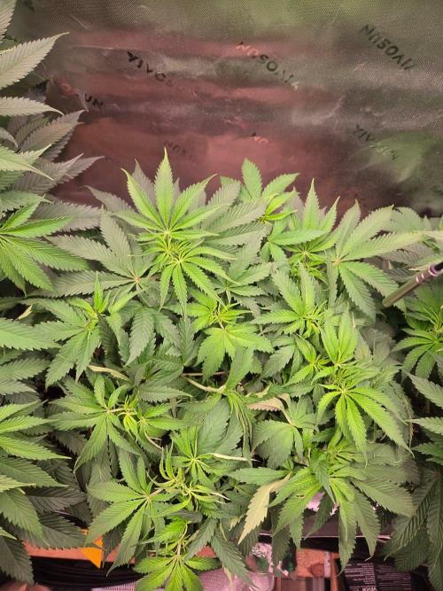 Gorilla Cookies FF-Fastbuds. Week 8