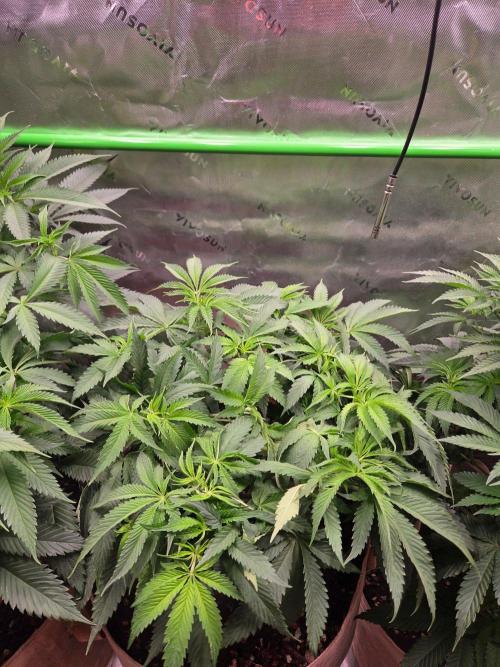Gorilla Cookies FF-Fastbuds. Week 8