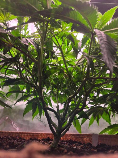 Gorilla Cookies FF-Fastbuds. Week 8