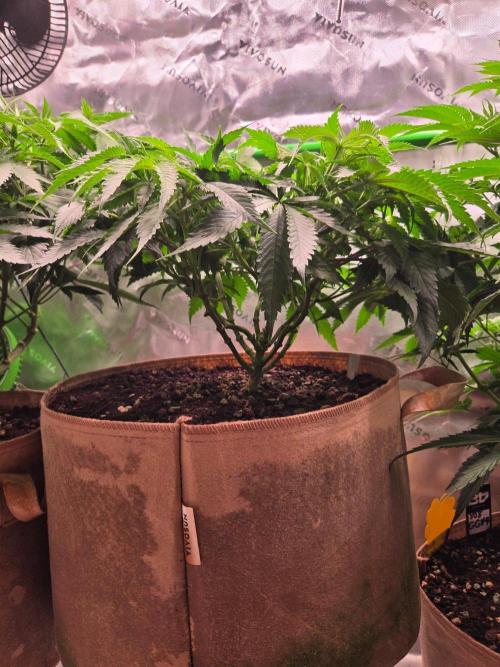 Gorilla Cookies FF-Fastbuds. Week 8