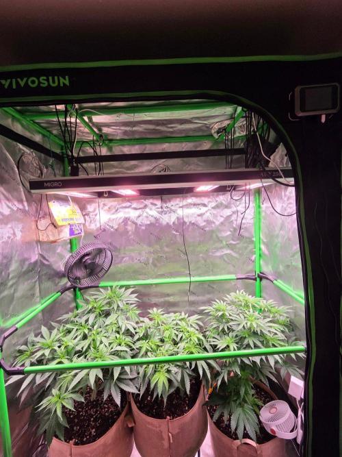 Gorilla Cookies FF-Fastbuds. Week 8