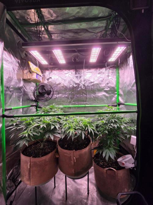 Gorilla Cookies FF-Fastbuds. Week 8