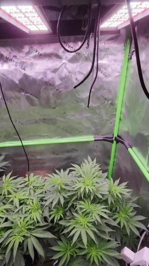 Gorilla Cookies FF-Fastbuds