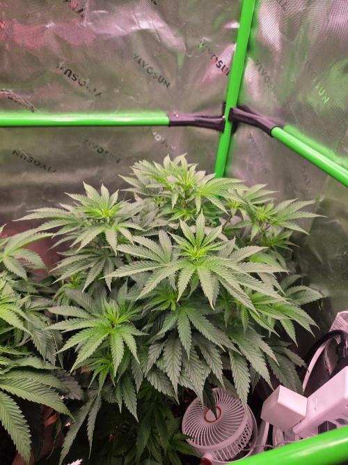 Zkittles X Chama!-Ethos. Week 8