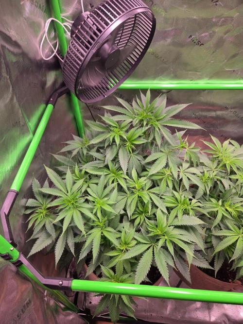 Sour G R1-Ethos. Week 8
