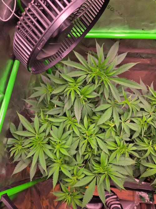 Sour G R1-Ethos. Week 8