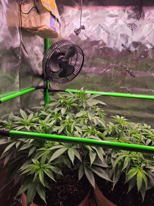 Sour G R1-Ethos. Week 8
