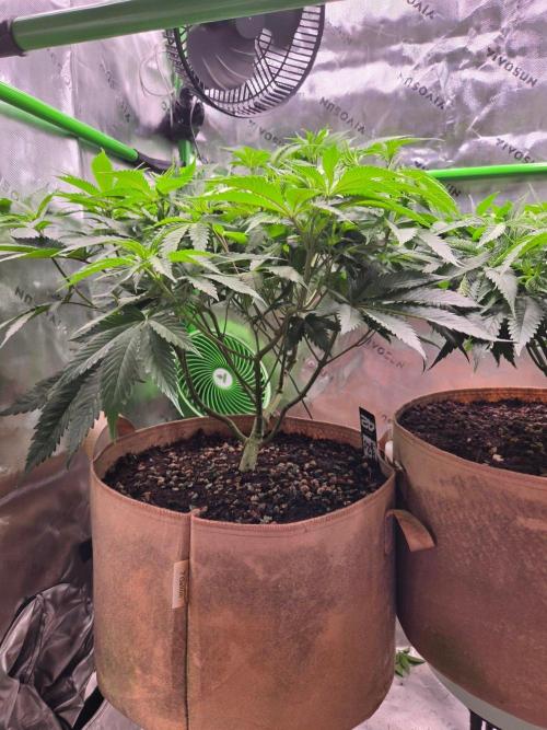 Sour G R1-Ethos. Week 8