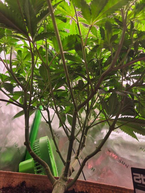 Sour G R1-Ethos. Week 8