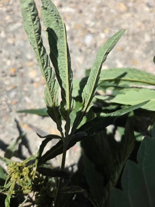 Z42#1 clone-Fastbuds. Week 8