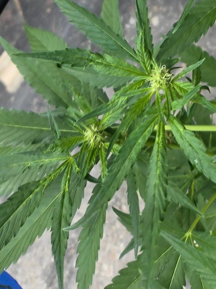 LSD-Zamnesia. Week 9