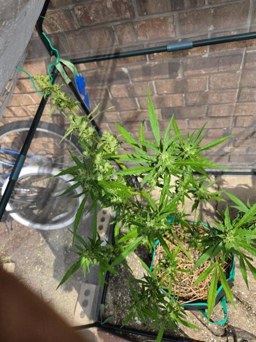 Banana Frost-Fastbuds. Week 9