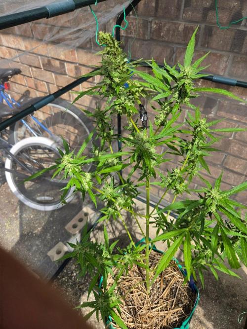 Banana Frost-Fastbuds. Week 9