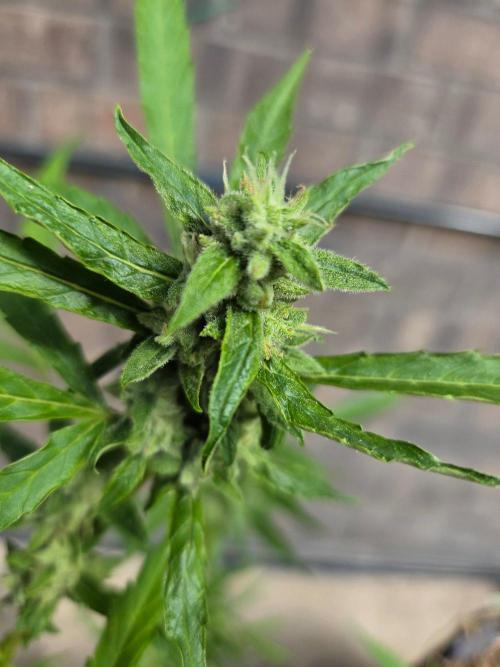 Banana Frost-Fastbuds. Week 9