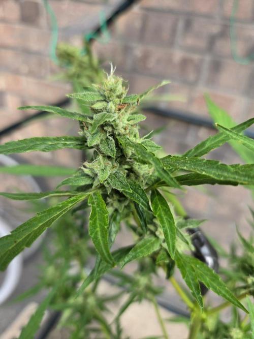 Banana Frost-Fastbuds. Week 9