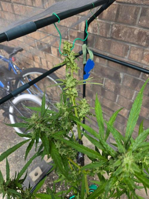 Banana Frost-Fastbuds. Week 9