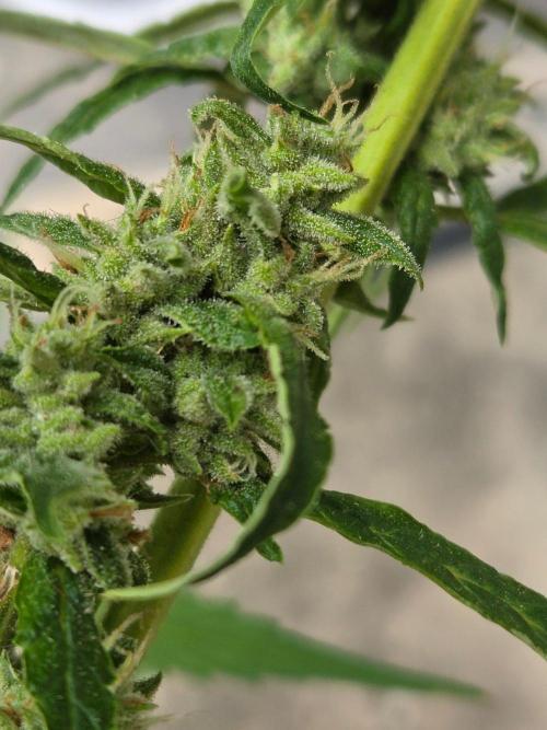 Banana Frost-Fastbuds. Week 9