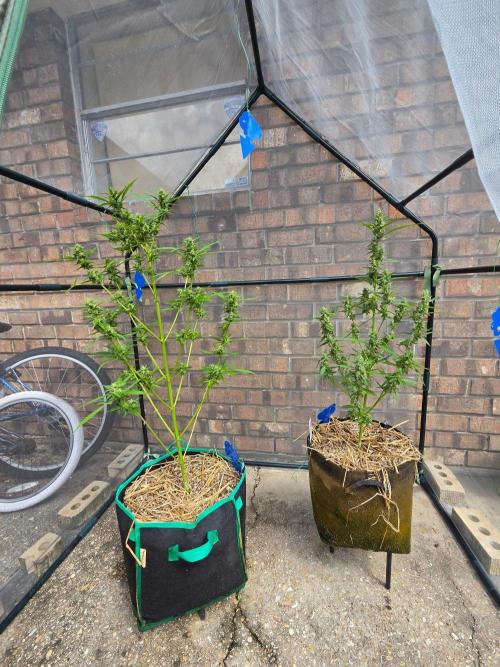 Banana Frost-Fastbuds. Week 9