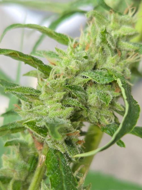 Banana Frost-Fastbuds. Week 9