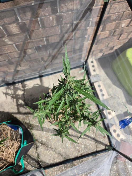 Wurlz F1-Zamnesia. Week 9