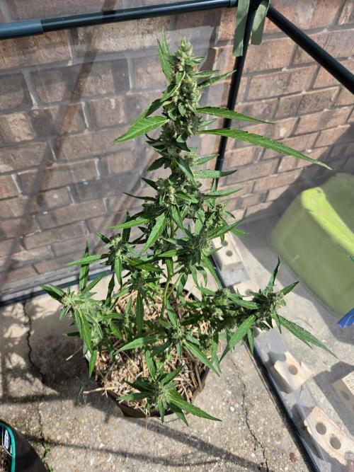 Wurlz F1-Zamnesia. Week 9