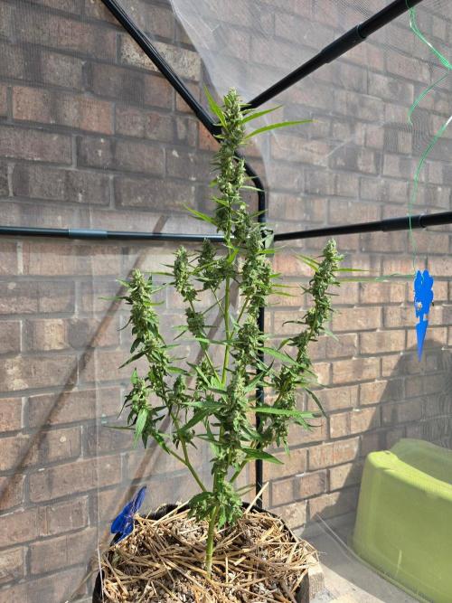 Wurlz F1-Zamnesia. Week 9