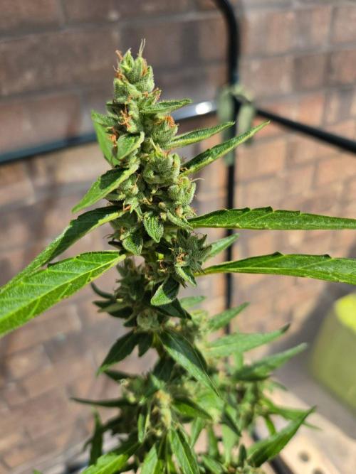Wurlz F1-Zamnesia. Week 9