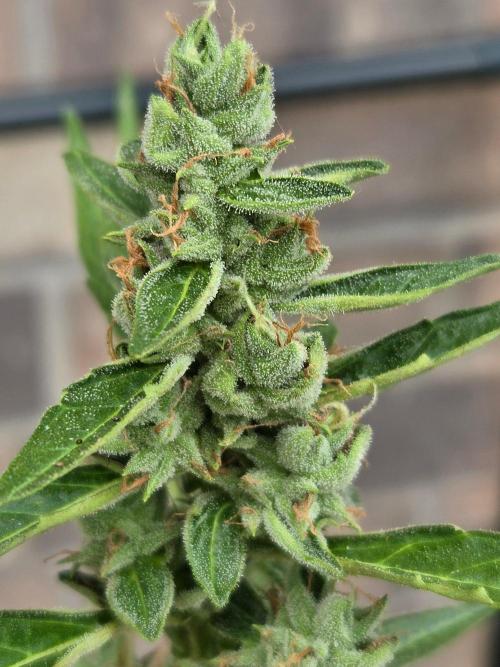 Wurlz F1-Zamnesia. Week 9