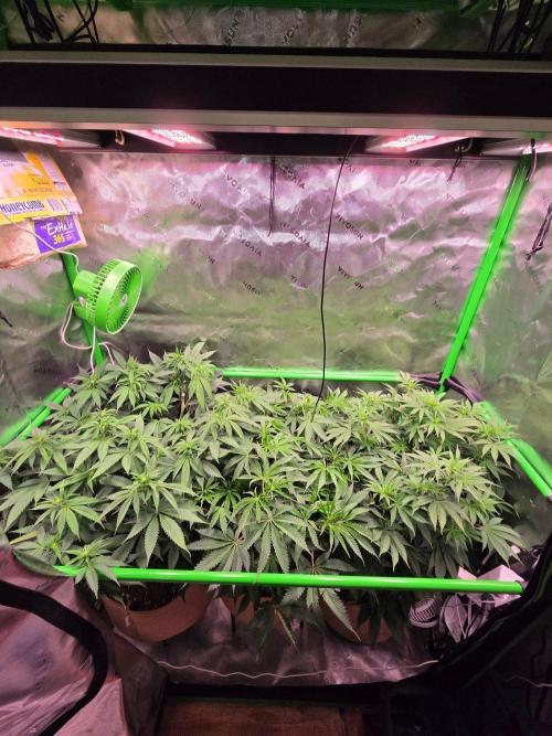 Zkittles X Chama!-Ethos. Week 9