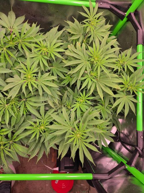 Zkittles X Chama!-Ethos. Week 9