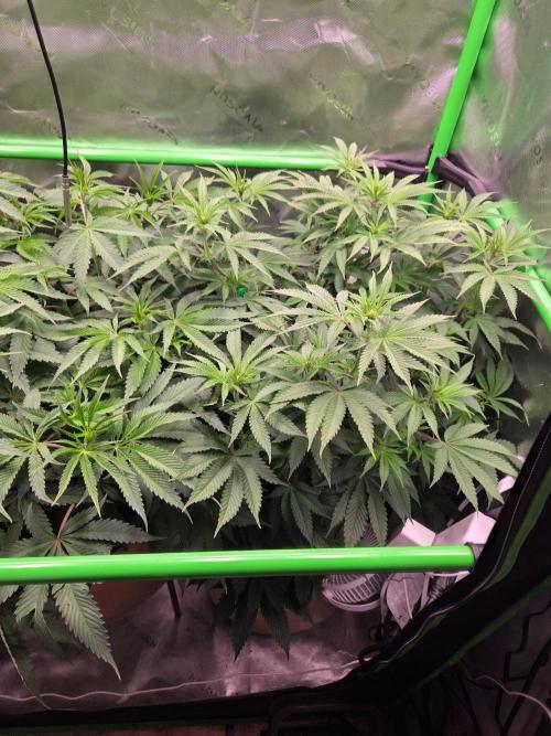 Zkittles X Chama!-Ethos. Week 9