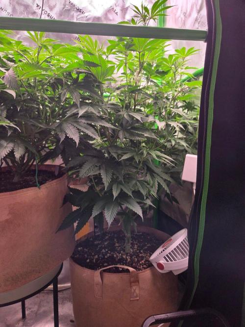 Zkittles X Chama!-Ethos. Week 9