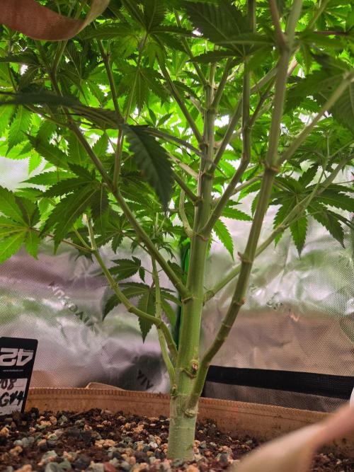 Zkittles X Chama!-Ethos. Week 9