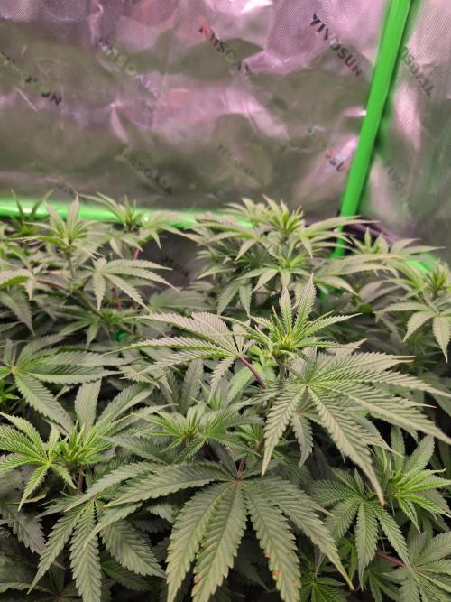 Zkittles X Chama!-Ethos. Week 9