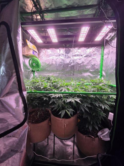 Gorilla Cookies FF-Fastbuds. Week 9