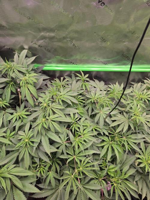 Gorilla Cookies FF-Fastbuds. Week 9