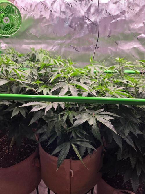 Gorilla Cookies FF-Fastbuds. Week 9