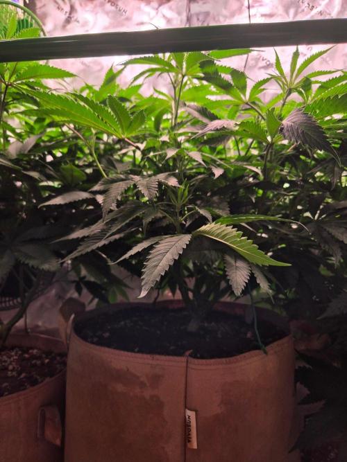 Gorilla Cookies FF-Fastbuds. Week 9