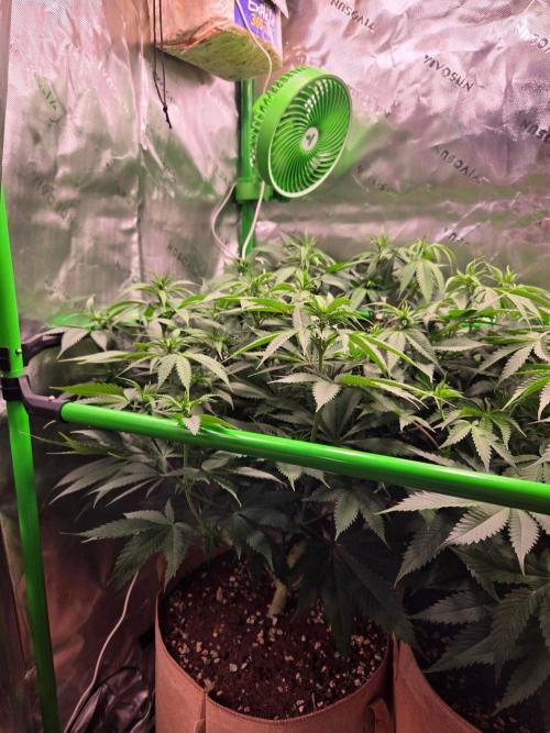Sour G R1-Ethos. Week 9