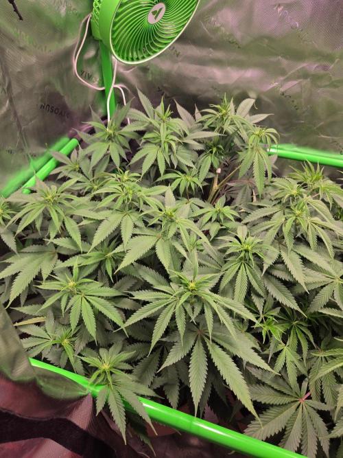 Sour G R1-Ethos. Week 9