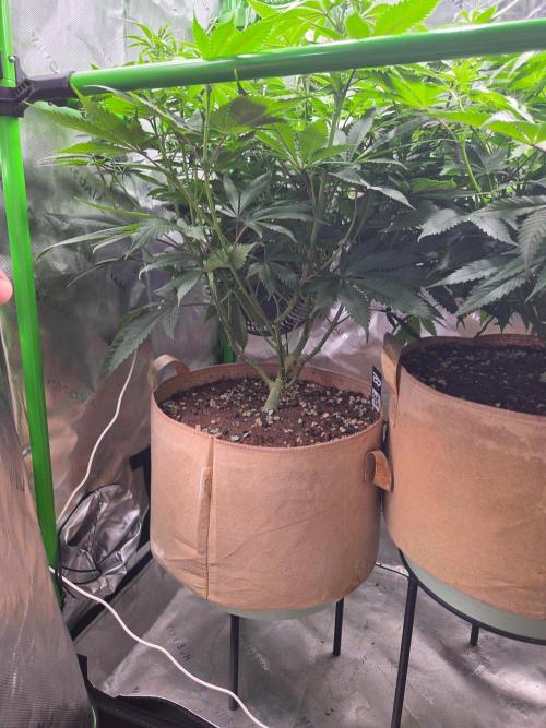 Sour G R1-Ethos. Week 9