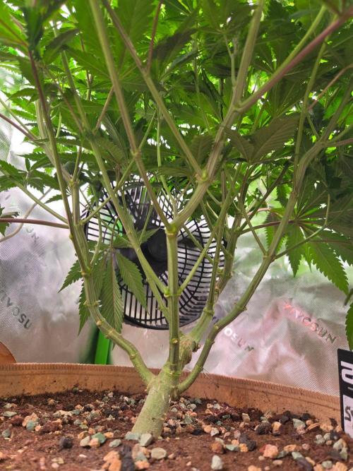 Sour G R1-Ethos. Week 9