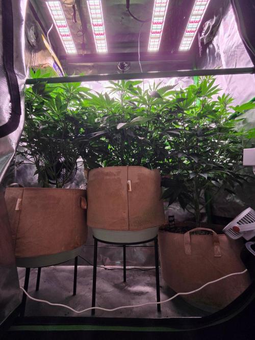 Sour G R1-Ethos. Week 9
