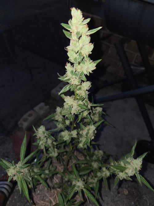 Wurlz F1-Zamnesia. Week 10