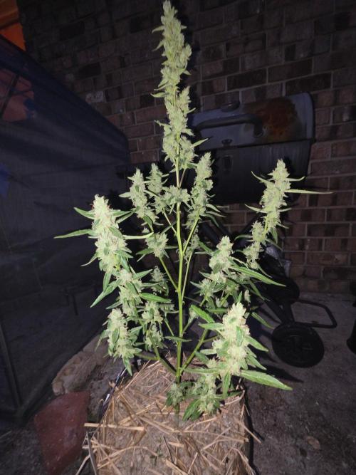 Wurlz F1-Zamnesia. Week 10